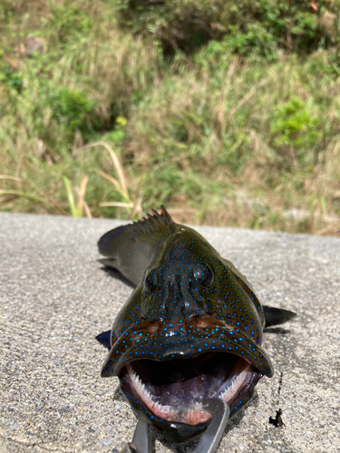 アオノメハタの釣果