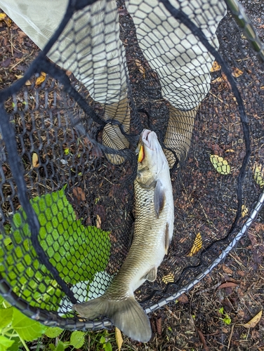 ニゴイの釣果