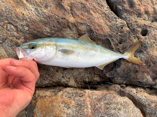 ヤズの釣果