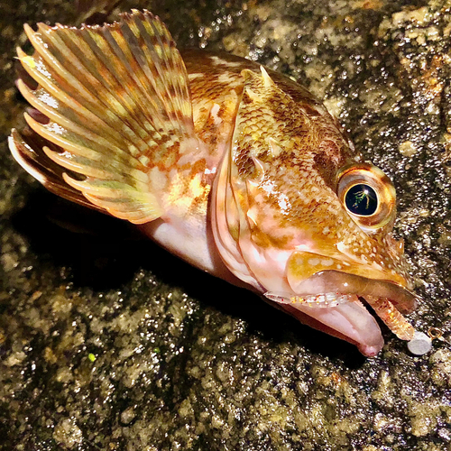 カサゴの釣果