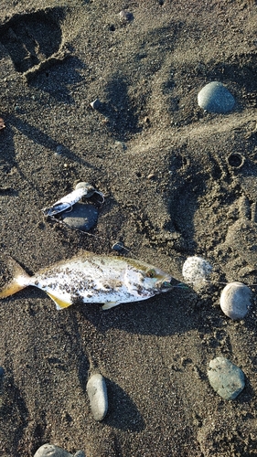 ショゴの釣果