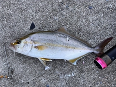 ショゴの釣果