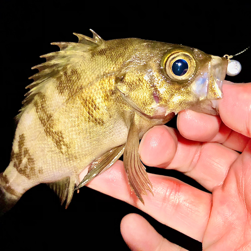 メバルの釣果