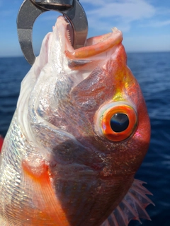 レンコダイの釣果