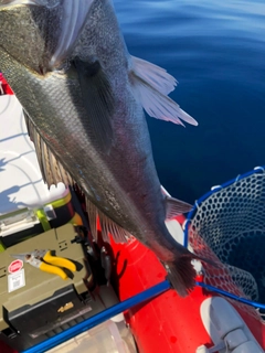 スズキの釣果