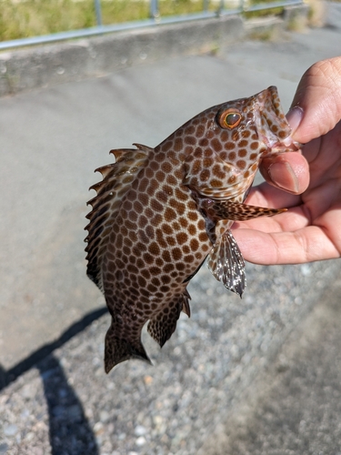 オオモンハタの釣果