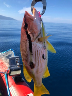 ヨコスジフエダイの釣果