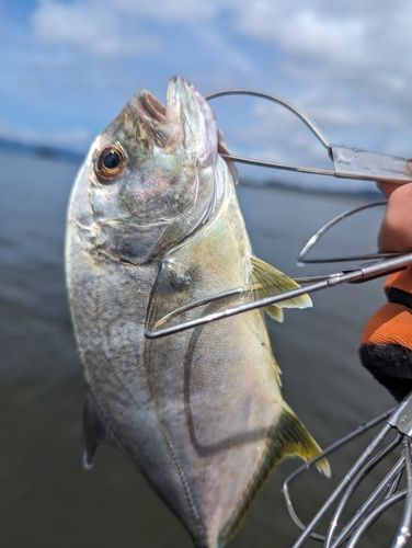 メッキの釣果