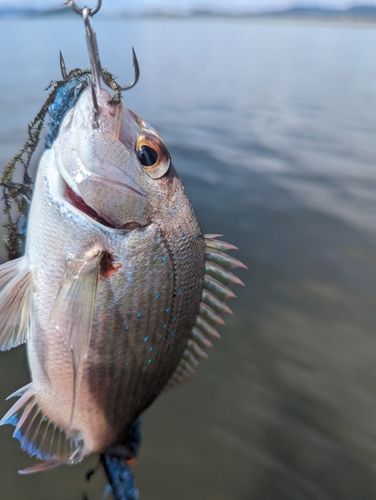 タイの釣果