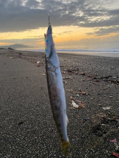 カマスの釣果