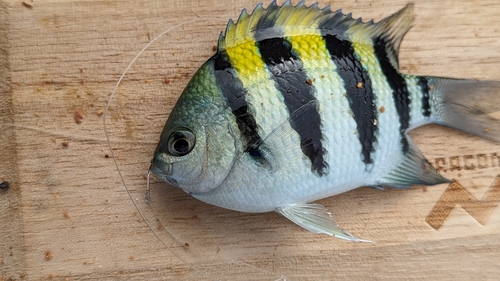 オヤビッチャの釣果