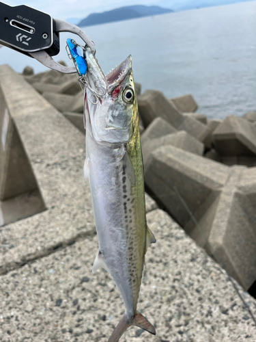 サゴシの釣果