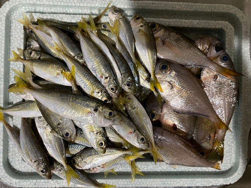 アジの釣果