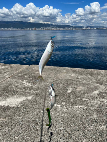 サバの釣果