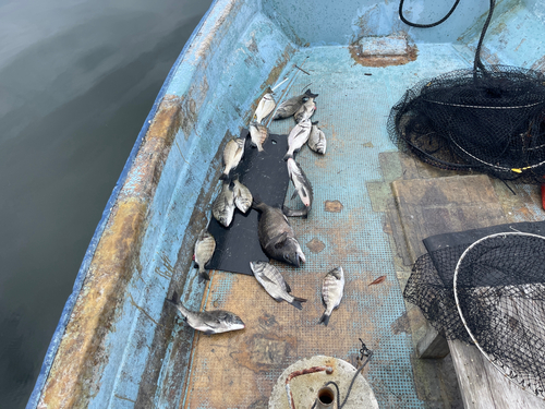 クロダイの釣果