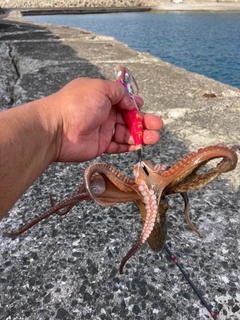 タコの釣果