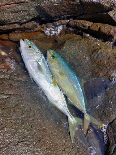 ツバスの釣果