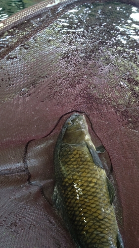 コイの釣果