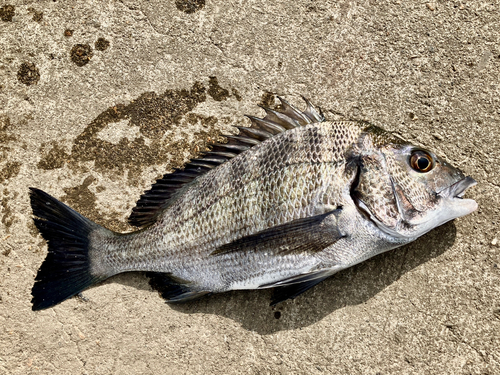 クロダイの釣果