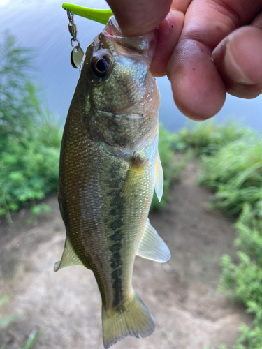 ラージマウスバスの釣果