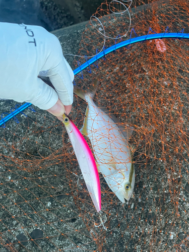 ショゴの釣果