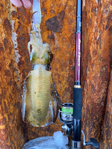 アオリイカの釣果