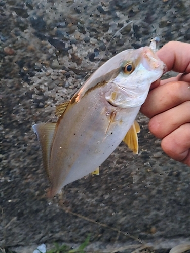 シオの釣果