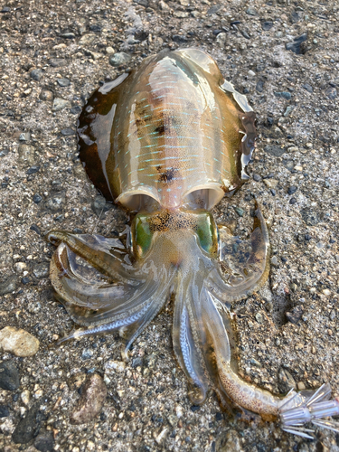 アオリイカの釣果