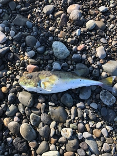 アオハタの釣果