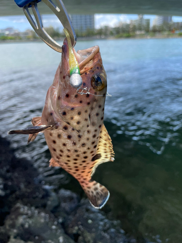 ヒレグロハタの釣果