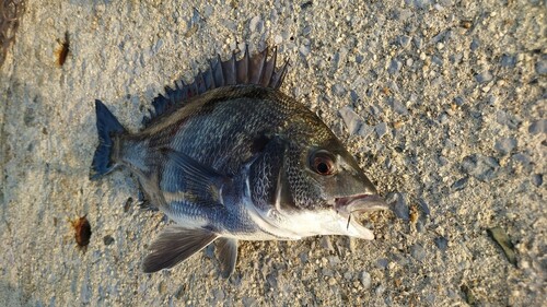 チヌの釣果