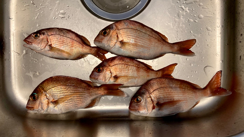 マダイの釣果