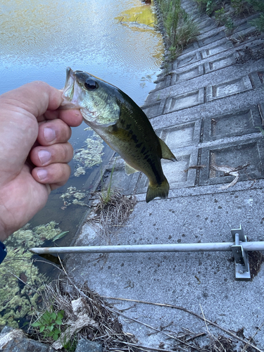 ブラックバスの釣果