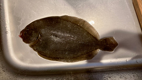 タマガンゾウビラメの釣果