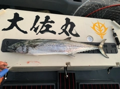 サワラの釣果