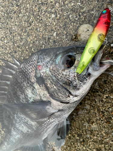 チヌの釣果