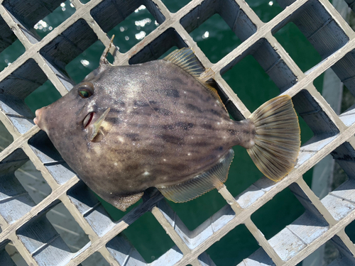 カワハギの釣果