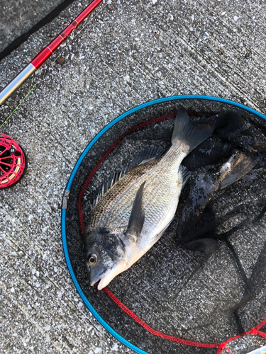 クロダイの釣果