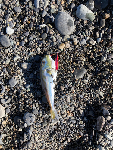 シロサバフグの釣果