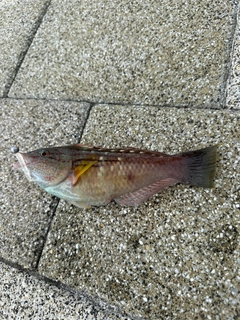 ベラの釣果