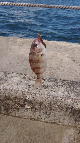 タイの釣果