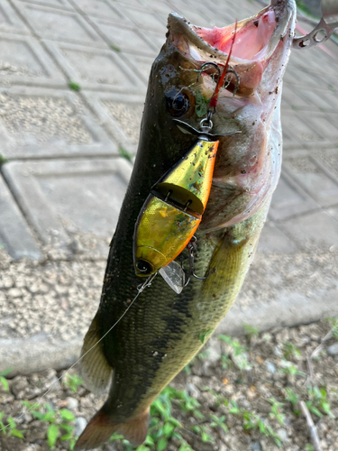 ブラックバスの釣果