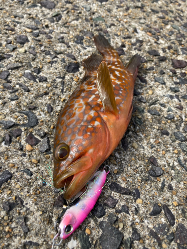 キジハタの釣果