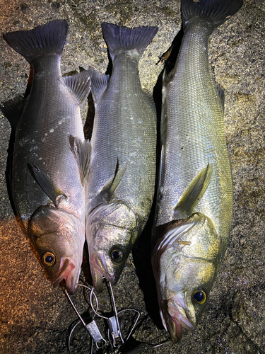 ヒラスズキの釣果