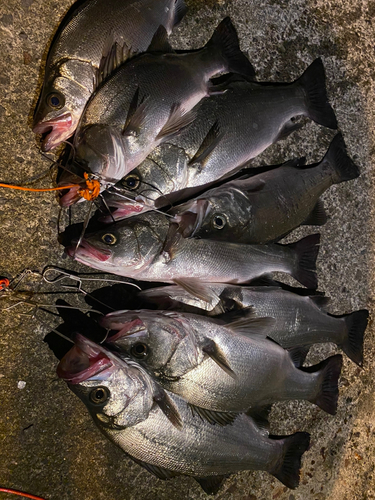 ヒラスズキの釣果