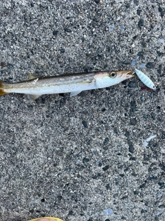 カマスの釣果
