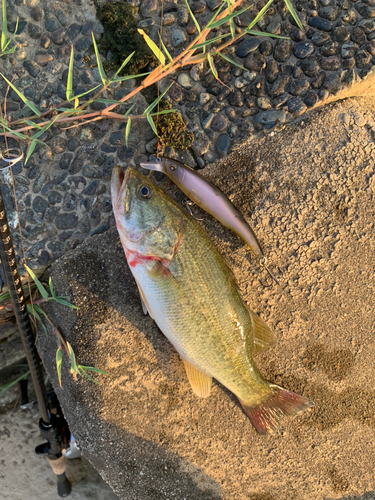 ブラックバスの釣果