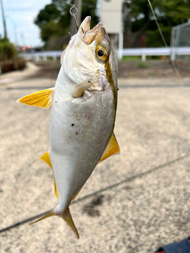 ショゴの釣果