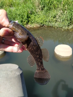 ハゼの釣果