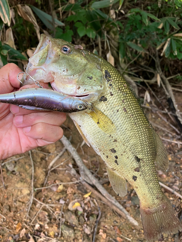 ラージマウスバスの釣果